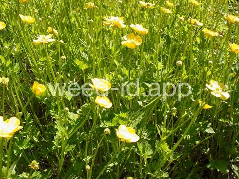 buttercup, creeping